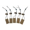 Tasmanian Tiger BEL SET, coyote